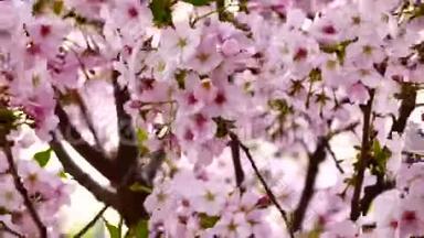 自然视频特写日本<strong>樱花</strong>在<strong>樱花</strong>树上是风盛开春季<strong>节</strong>，4K或UHD分辨率